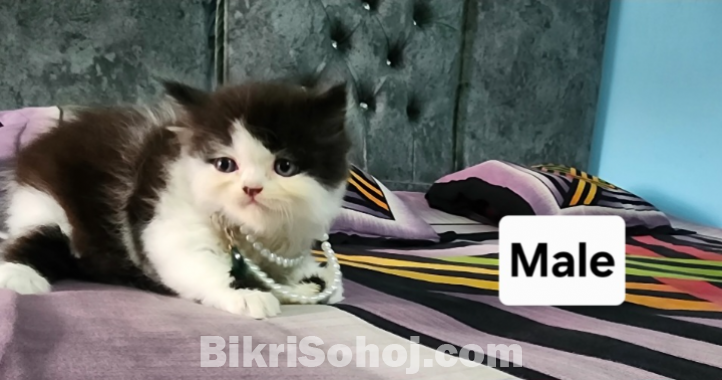Parsian kitten